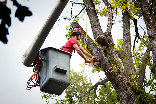 Best Emergency Tree Removal  in Blue Rapids, KS